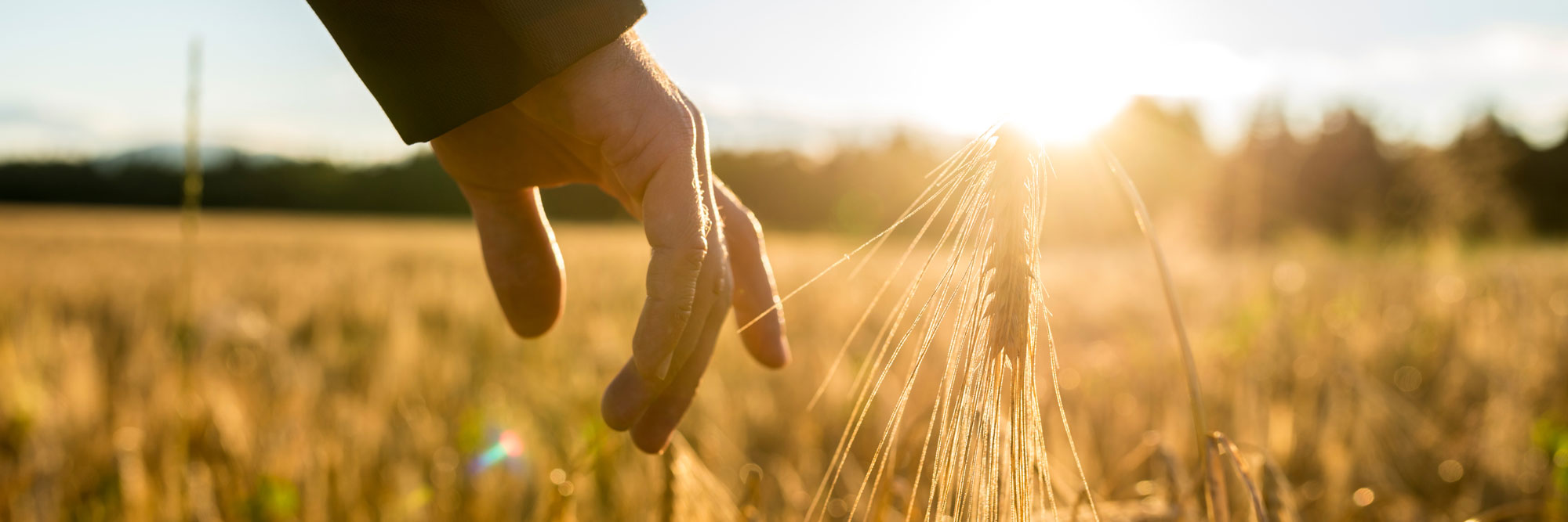 When will he separate the wheat from the tares?